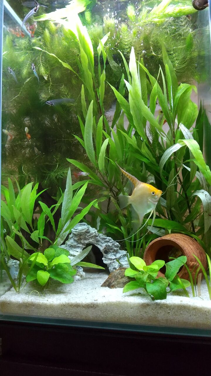パシャパシャ写真集 レグラス水槽 Motiのアクアリウム記録 Moti Aquarium パシャパシャ写真集 レグラス水槽 Motiのアクアリウム記録 Moti Aquarium
