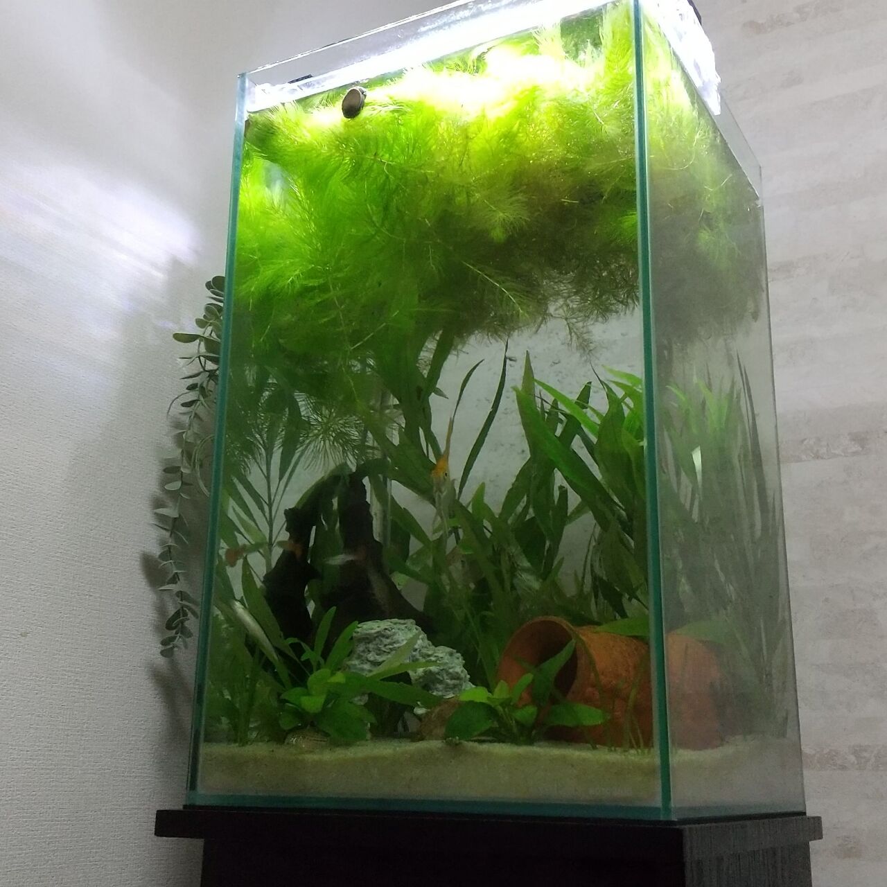 熱帯魚水槽とレグラス水槽の掃除と水換えしました Motiのアクアリウム記録 Moti Aquarium 熱帯魚水槽とレグラス水槽の掃除と水換えしました Motiのアクアリウム記録 Moti Aquarium