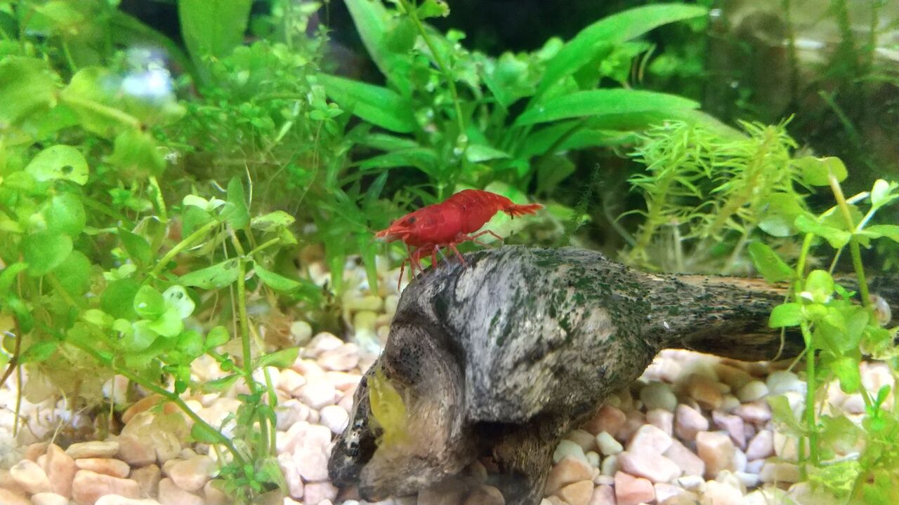 エビさんたちのパシャパシャ写真集 Motiのアクアリウム記録 Moti Aquarium エビさんたちのパシャパシャ写真集 Motiのアクアリウム記録 Moti Aquarium