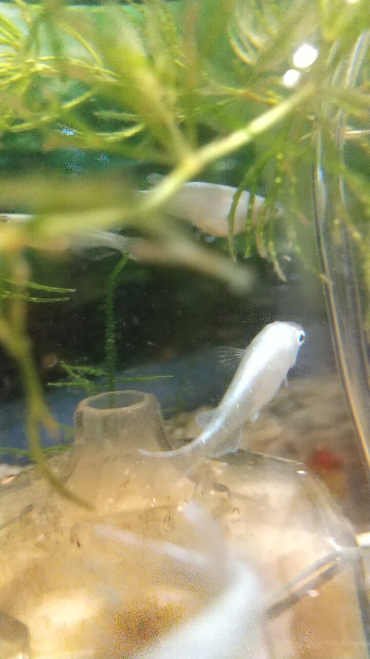 メダカ水槽のパシャパシャ写真集 Motiのアクアリウム記録 Moti Aquarium メダカ水槽のパシャパシャ写真集 Motiのアクアリウム記録 Moti Aquarium