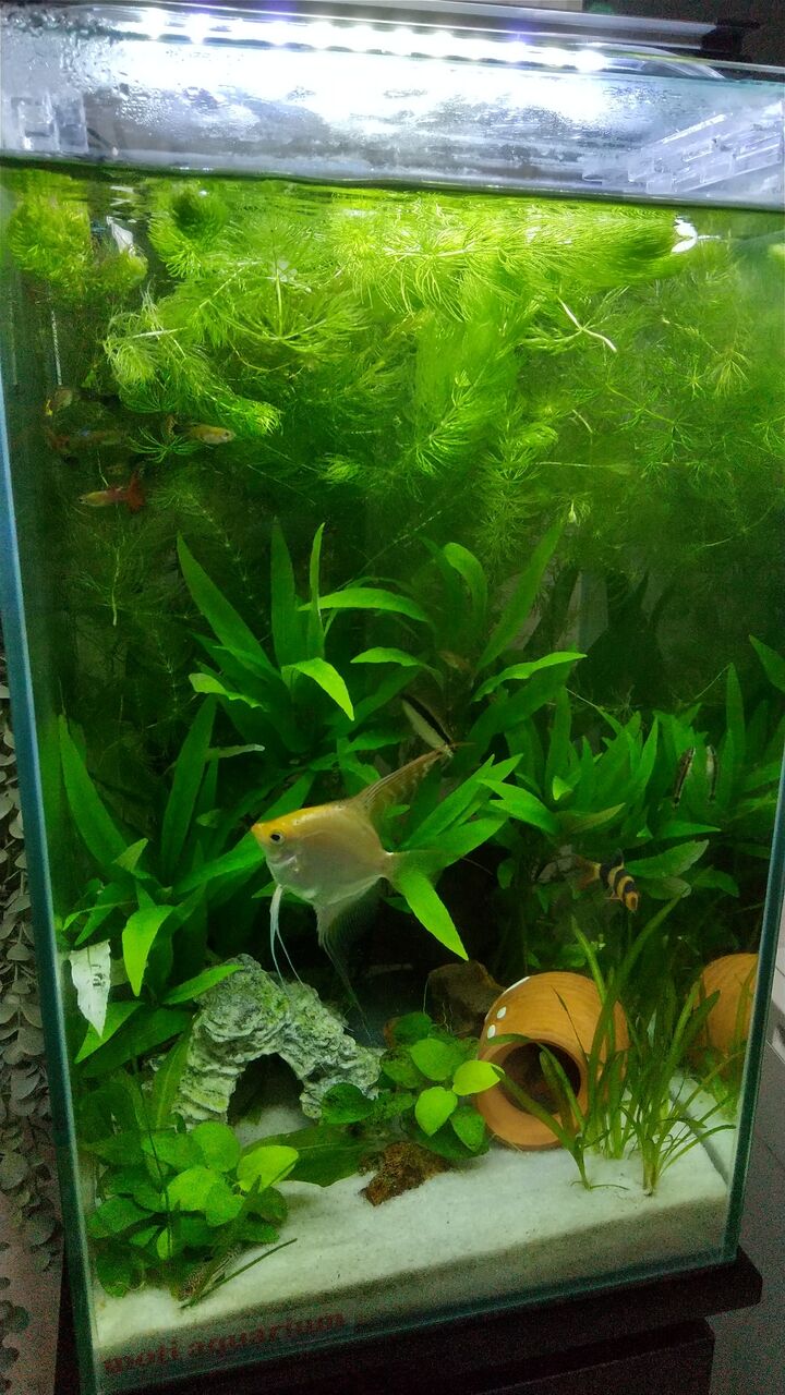 今月の水槽の様子 21年2月 です Motiのアクアリウム記録 Moti Aquarium Hatenablog Ver 今月の水槽の様子 21年2月 です Motiのアクアリウム記録 Moti Aquarium Hatenablog Ver