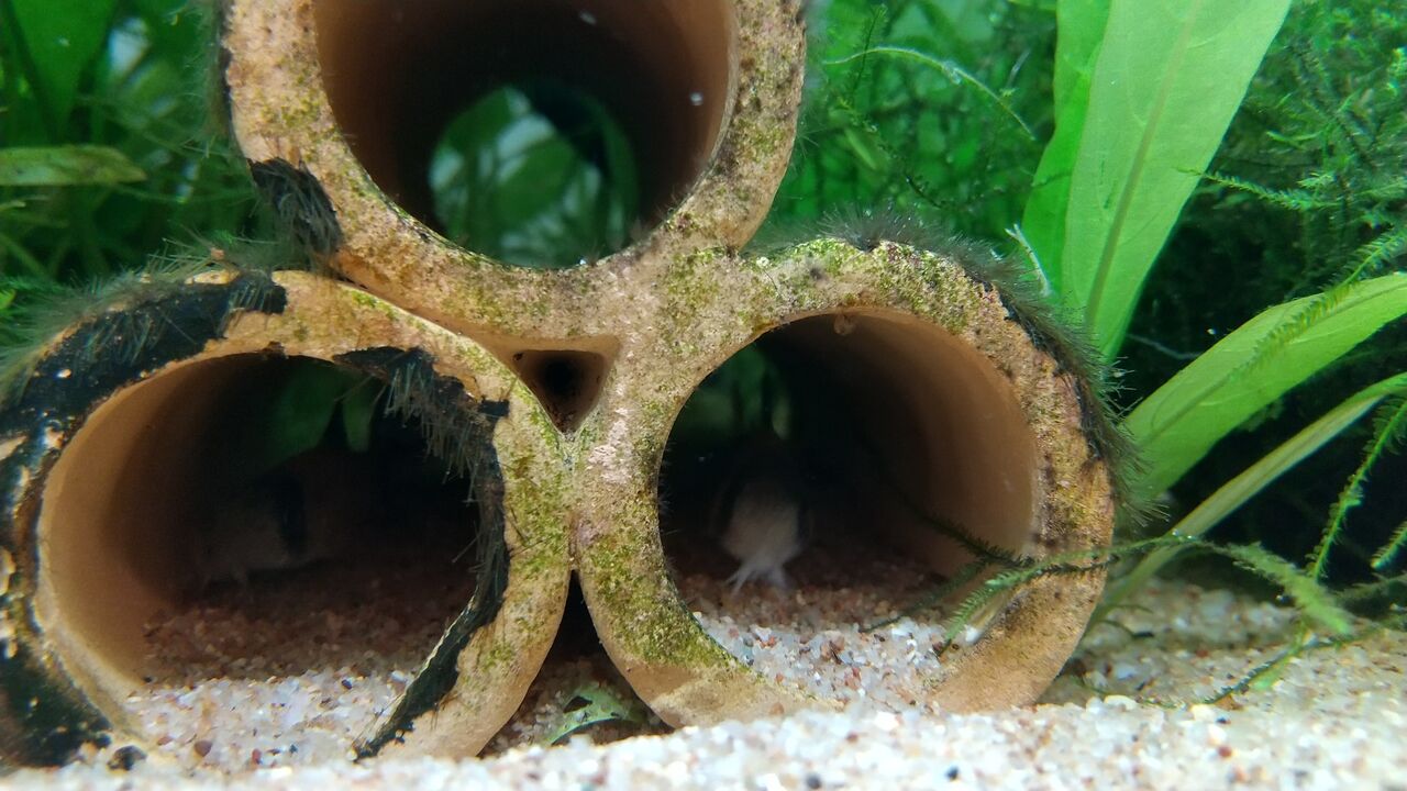土管好きの子たち Motiのアクアリウム記録 Moti Aquarium 土管好きの子たち Motiのアクアリウム記録 Moti Aquarium