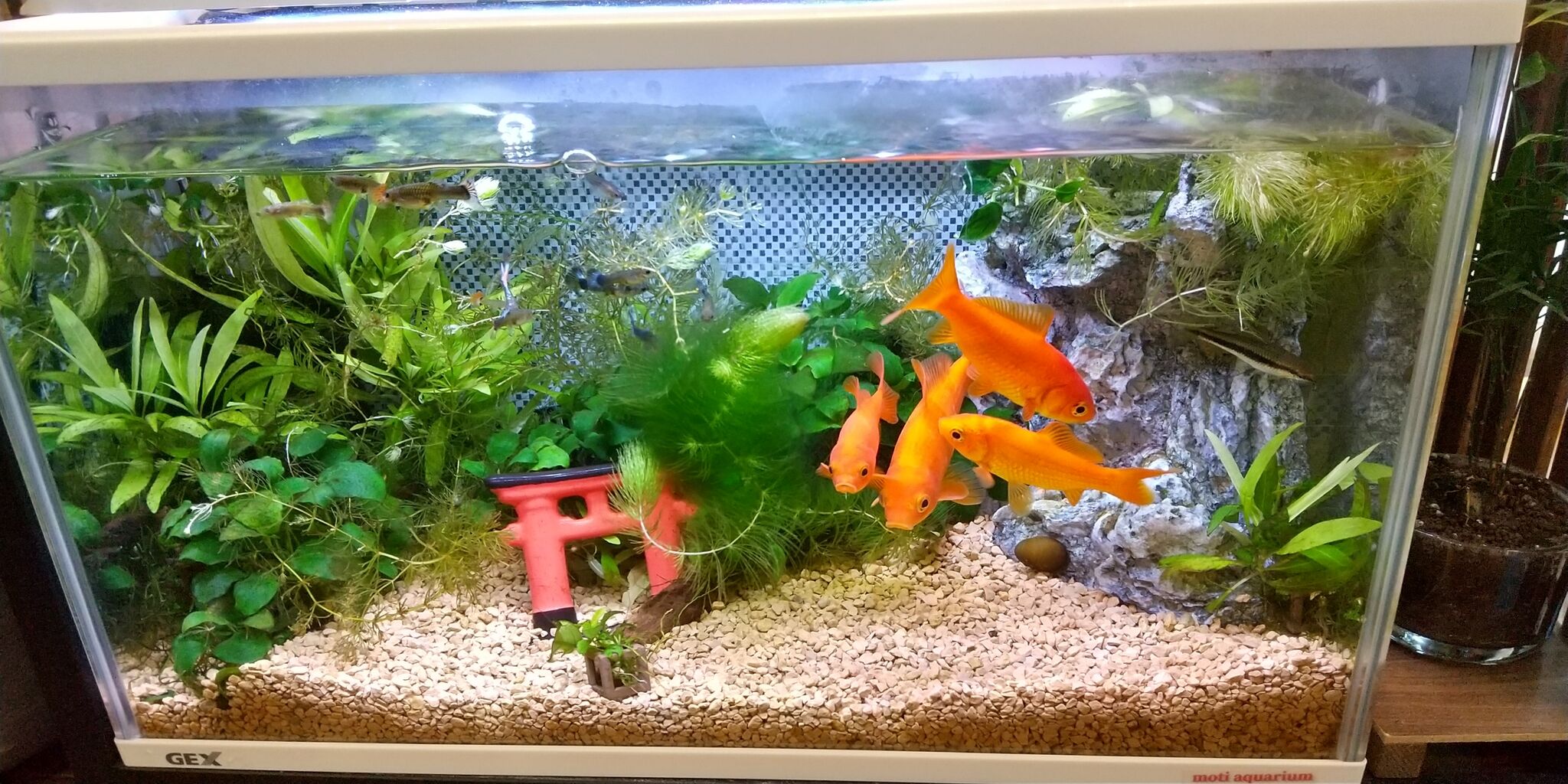 今月の水槽の様子 21年4月 です Motiのアクアリウム記録 Moti Aquarium 今月の水槽の様子 21年4月 です Motiのアクアリウム記録 Moti Aquarium