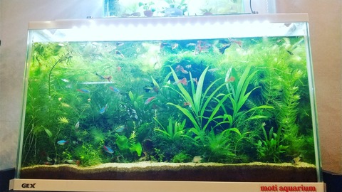 外部フィルターの掃除から Motiのアクアリウム記録 Moti Aquarium