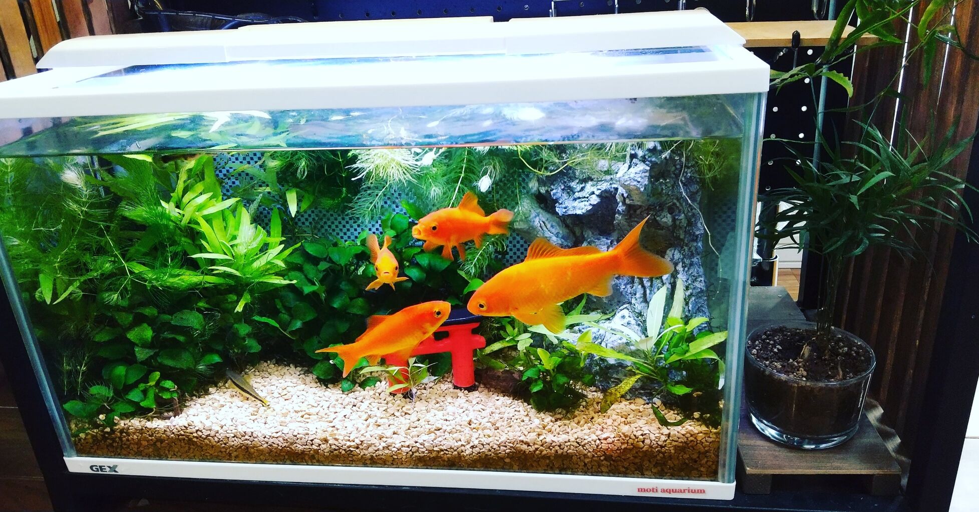 今月の水槽の様子 21年5月 です Motiのアクアリウム記録 Moti Aquarium 今月の水槽の様子 21年5月 です Motiのアクアリウム記録 Moti Aquarium