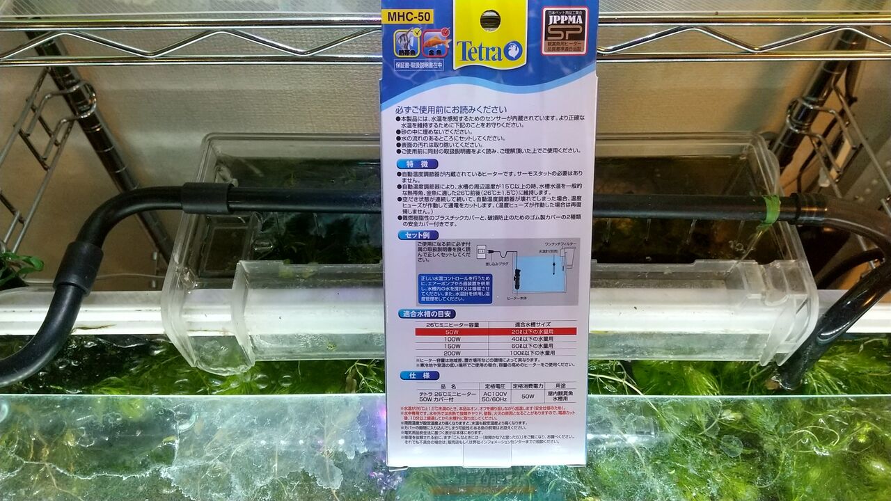 新人加入 ベタさん メス Motiのアクアリウム記録 Moti Aquarium 新人加入 ベタさん メス Motiのアクアリウム記録 Moti Aquarium