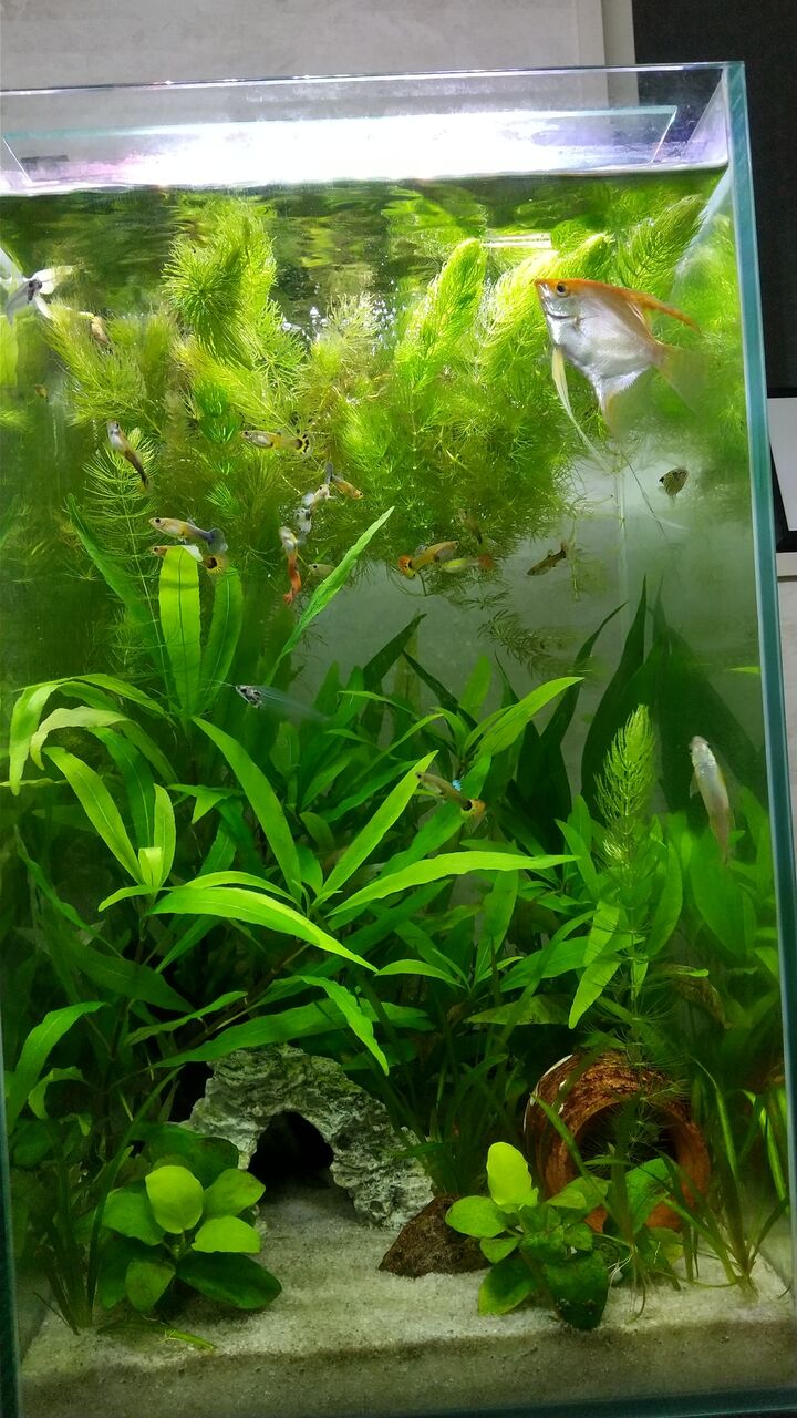 レグラス水槽の掃除を始めたら Motiのアクアリウム記録 Moti Aquarium