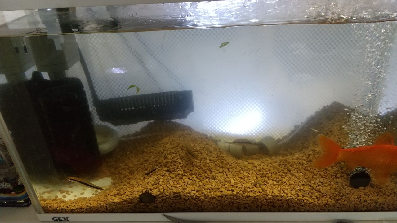 金魚水槽の水換えと掃除 レイアウト変更 Motiのアクアリウム記録 Moti Aquarium 金魚水槽の水換えと掃除 レイアウト変更 Motiのアクアリウム記録 Moti Aquarium