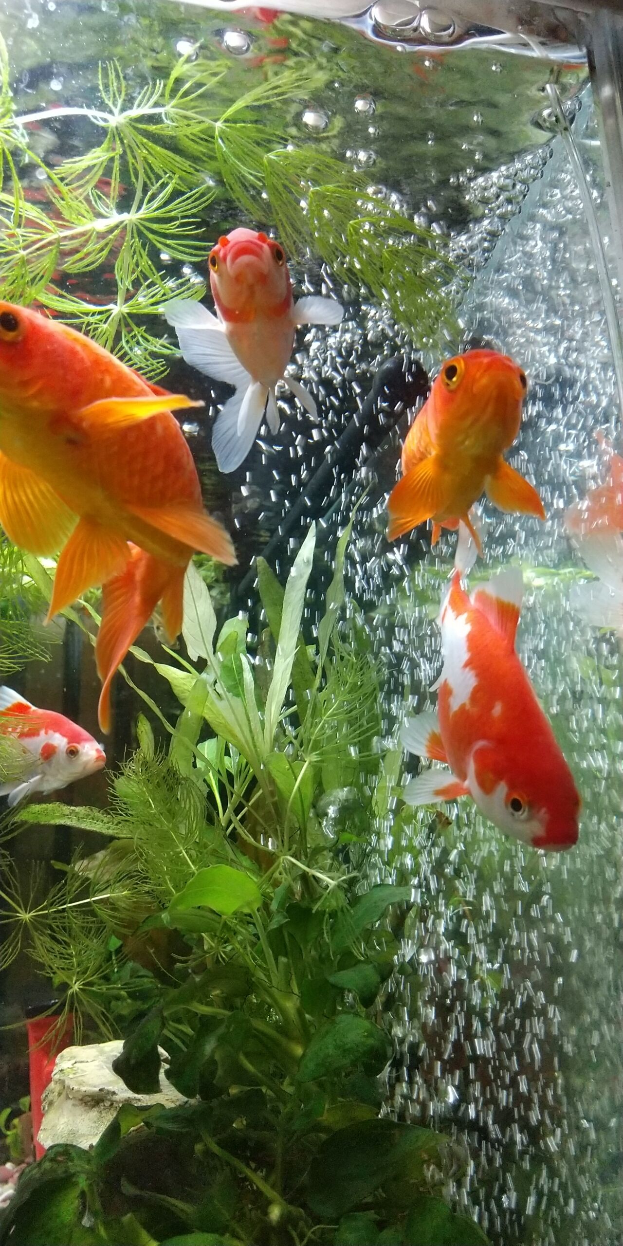 金魚さんパシャパシャ写真集 Motiのアクアリウム記録 Moti Aquarium