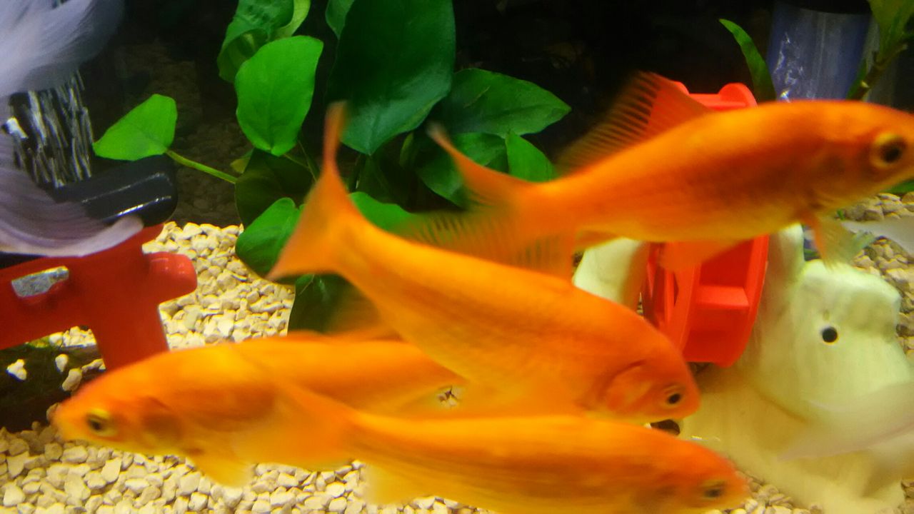 動画 癒しの金魚 Motiのアクアリウム記録 Moti Aquarium 動画 癒しの金魚 Motiのアクアリウム記録 Moti Aquarium