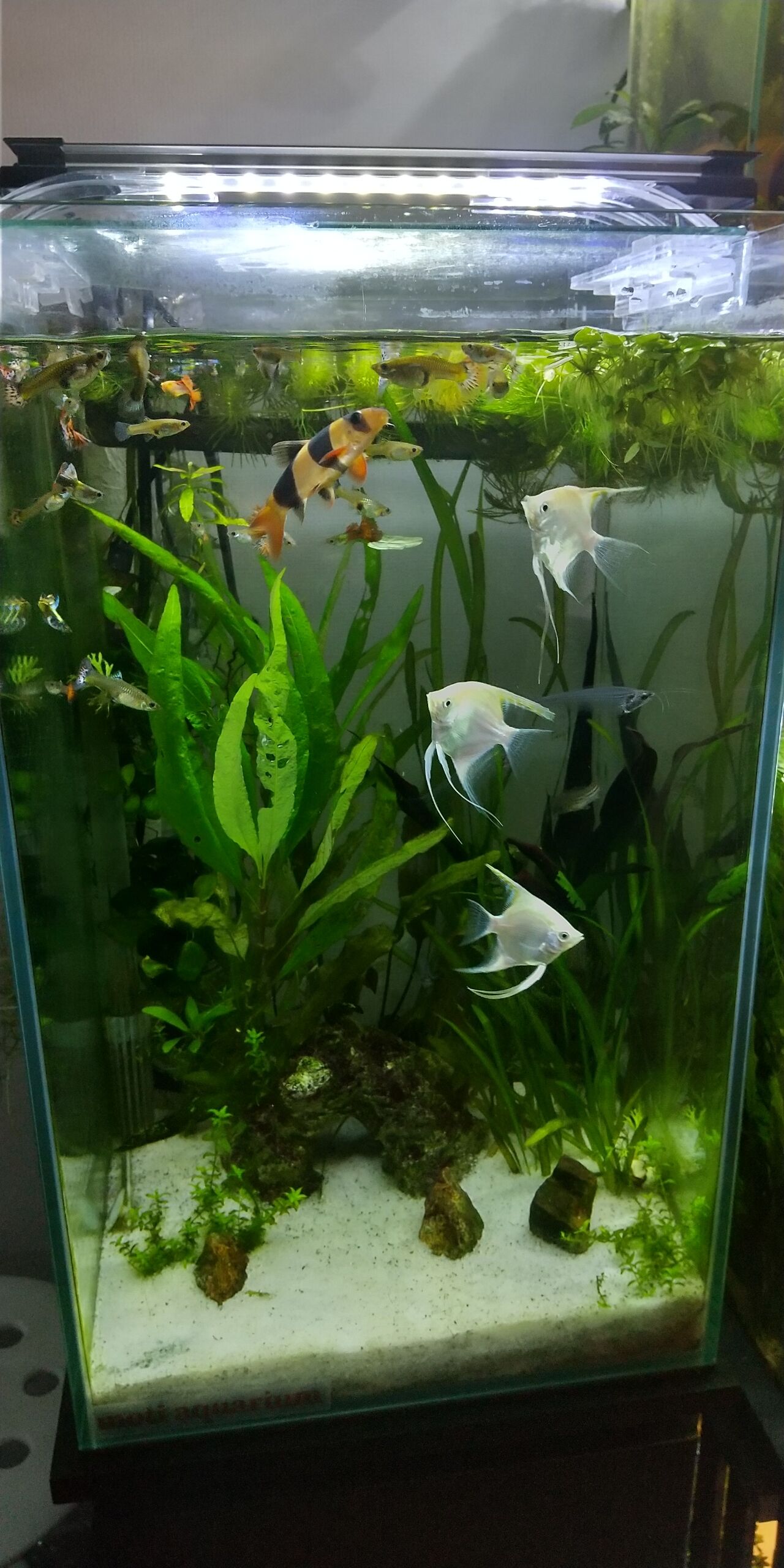 各水槽の水質測定について 21年11月27日 Motiのアクアリウム記録 Moti Aquarium 各水槽の水質測定について 21年11月27日 Motiのアクアリウム記録 Moti Aquarium