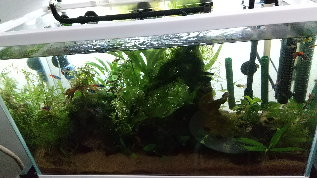 市場 水草 ２０本 ヘアーグラスショート ロタラミックス４種