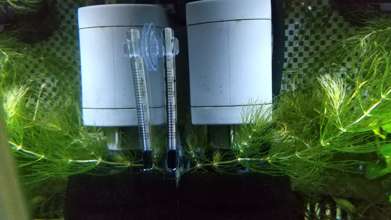 チャームでいろいろ買いました Motiのアクアリウム記録 Moti Aquarium