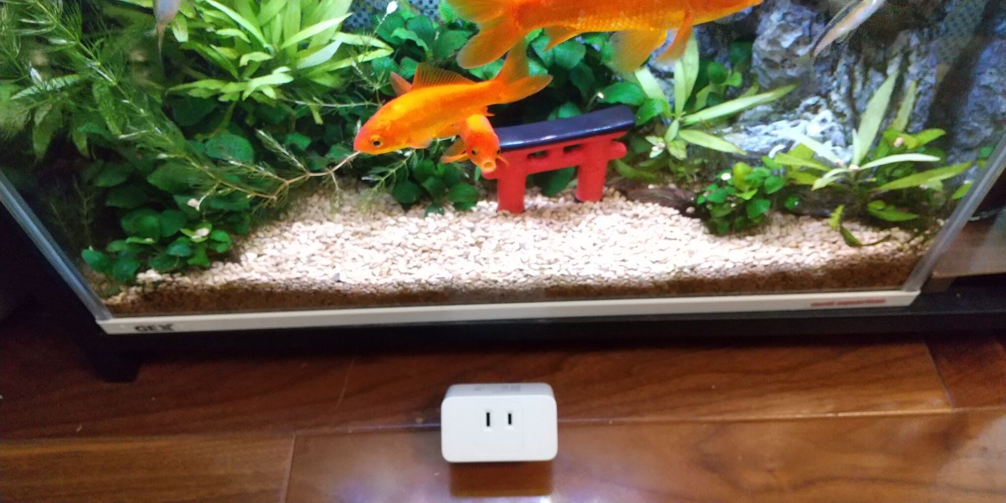 Meross スマートプラグ が オフライン でつながらない 不具合 対策 について Motiのアクアリウム記録 Moti Aquarium Meross スマートプラグ が オフライン でつながらない 不具合 対策 について Motiのアクアリウム記録 Moti Aquarium
