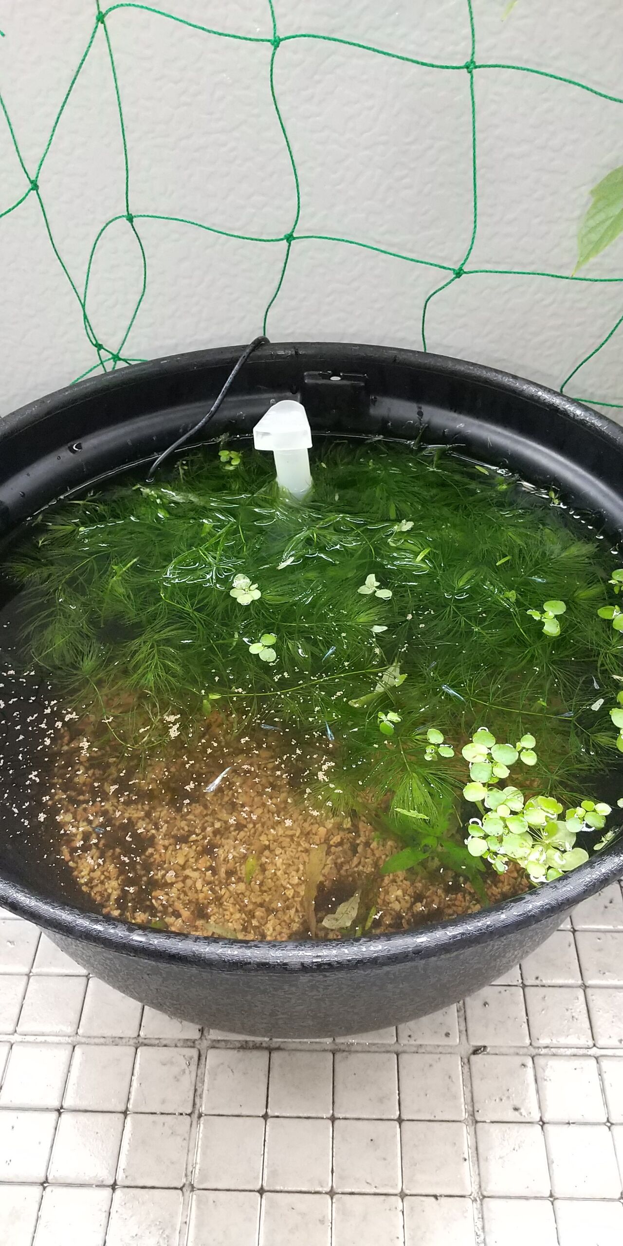 Diy メダカ用に ベランダに コンセント増設 しました Motiのアクアリウム記録 Moti Aquarium