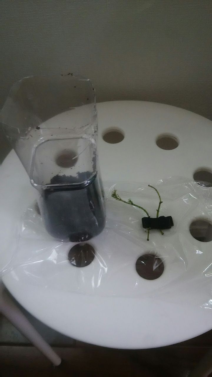 棒になったカボンバ復活できるか Motiのアクアリウム記録 Moti Aquarium