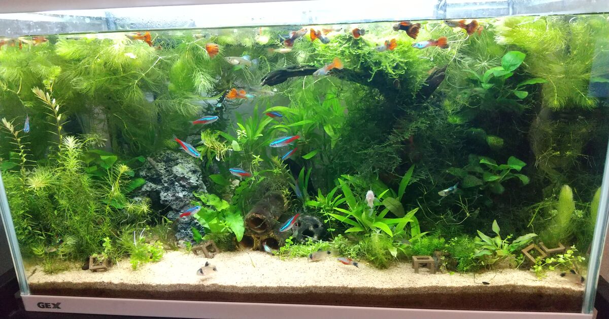 2022年】【人気ランキング】水槽用外部フィルターおすすめ10選 +アルファ : motiのアクアリウム記録(moti_aquarium) 2022年】【人気ランキング】水槽用外部フィルターおすすめ10選 +アルファ : motiのアクアリウム記録(moti_aquarium)
