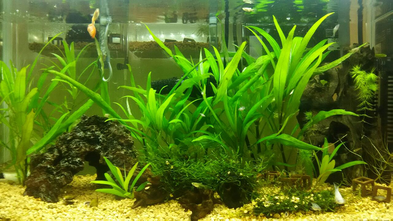 サテライト改造 Motiのアクアリウム記録 Moti Aquarium サテライト改造 Motiのアクアリウム記録 Moti Aquarium