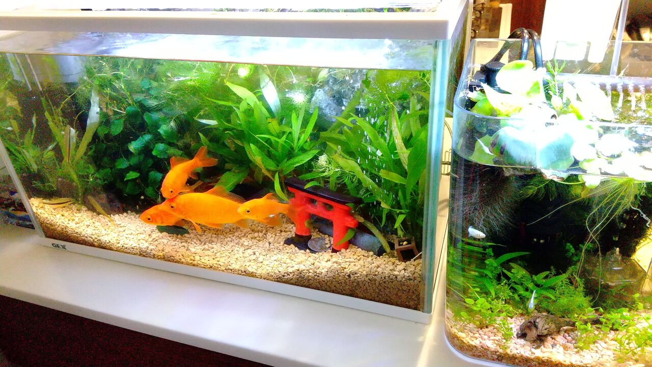 レグラス水槽の掃除を始めたら Motiのアクアリウム記録 Moti Aquarium