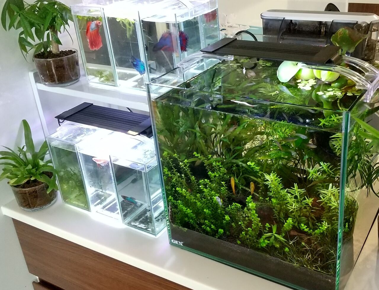 今月の水槽の様子 21年7月 です Motiのアクアリウム記録 Moti Aquarium