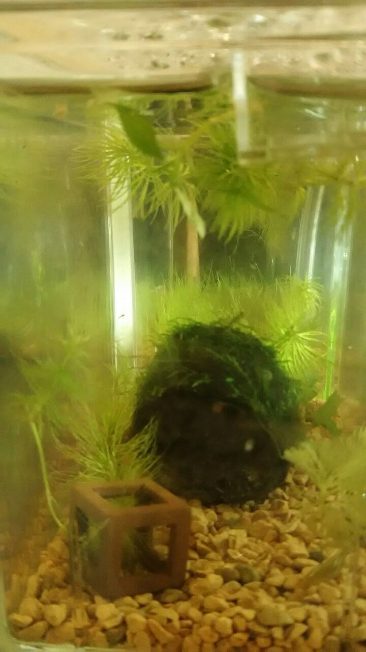 ミナミヌマエビの赤ちゃんたち Motiのアクアリウム記録 Moti Aquarium