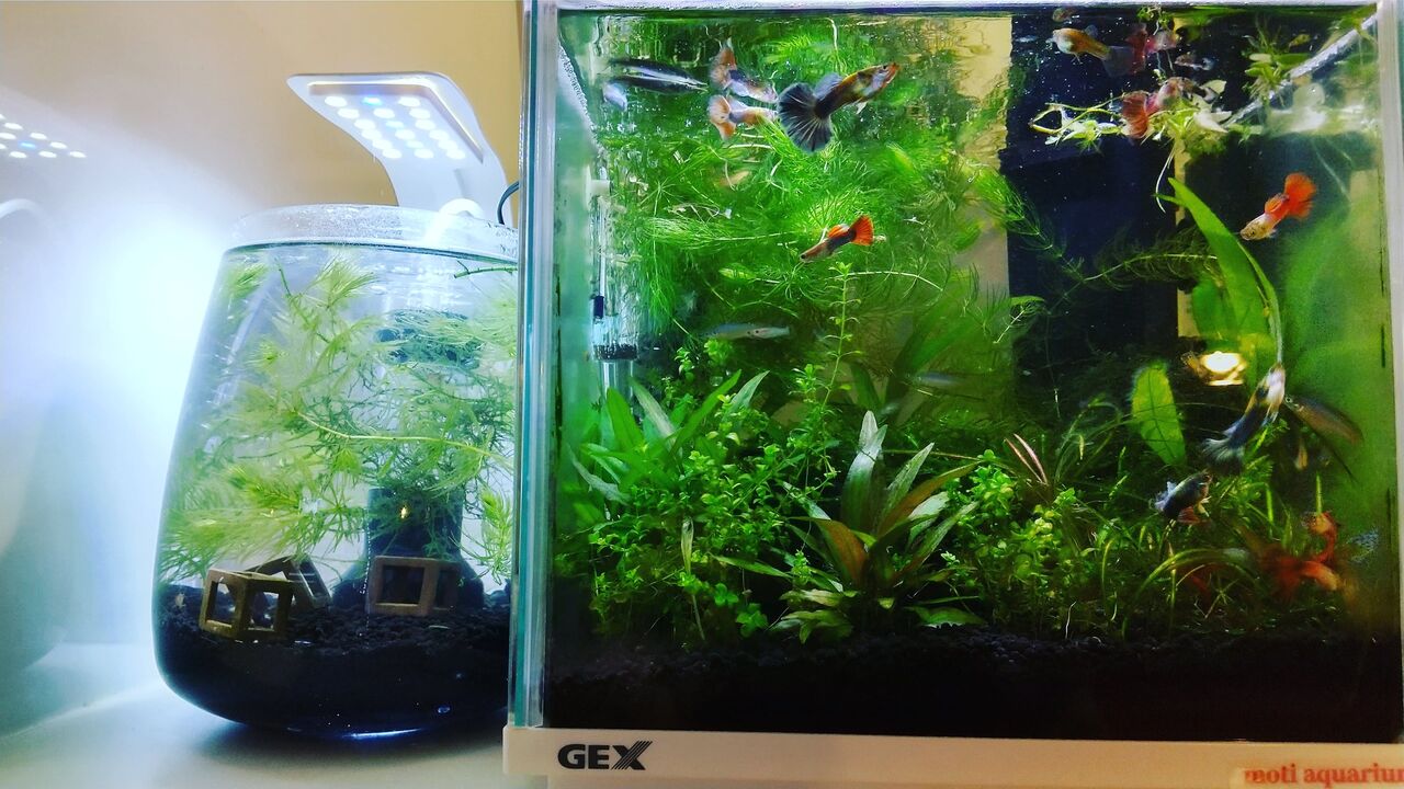 行ったことのあるショップ一覧 Motiのアクアリウム記録 Moti Aquarium