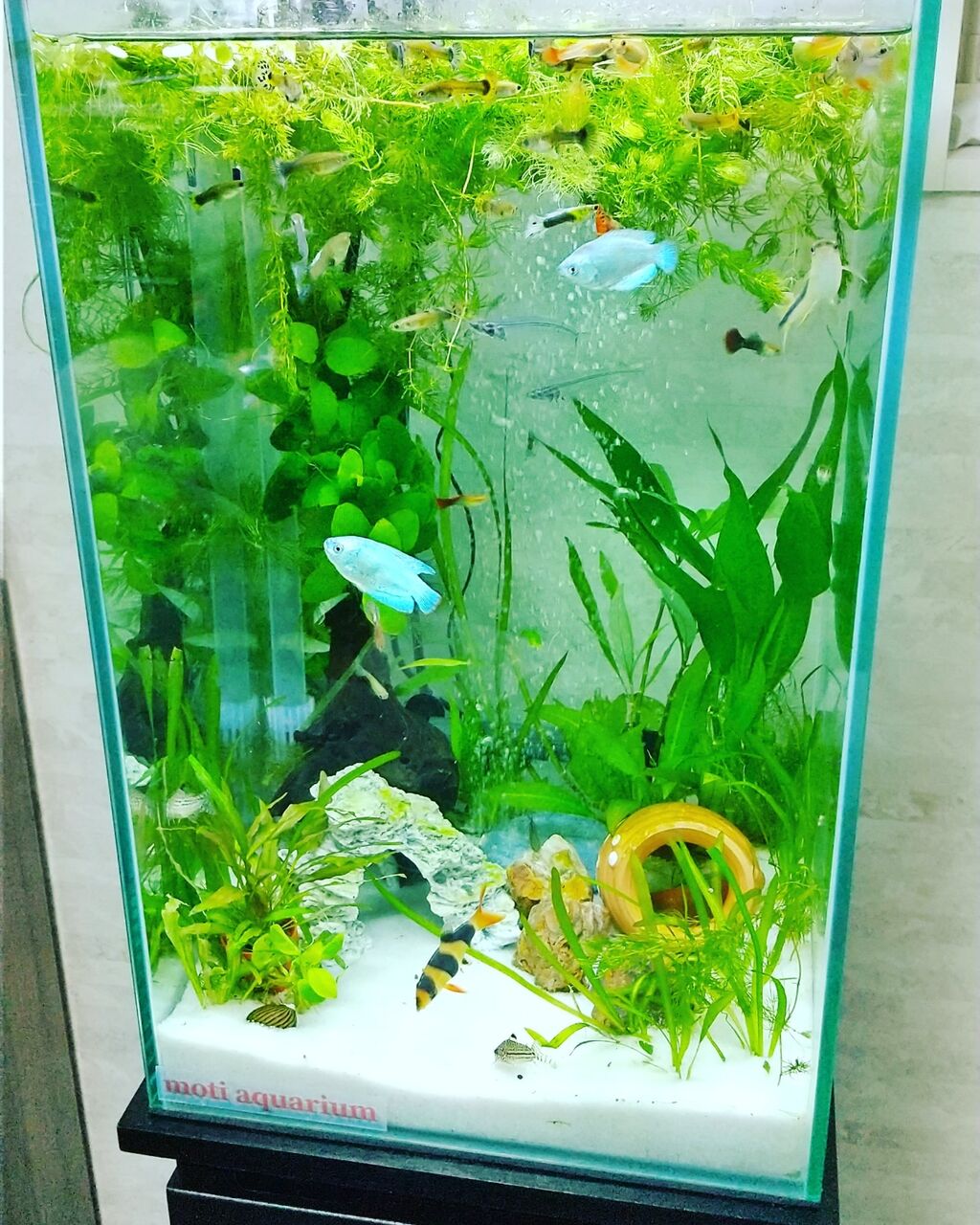 今月の水槽の様子 21年5月 です Motiのアクアリウム記録 Moti Aquarium 今月の水槽の様子 21年5月 です Motiのアクアリウム記録 Moti Aquarium