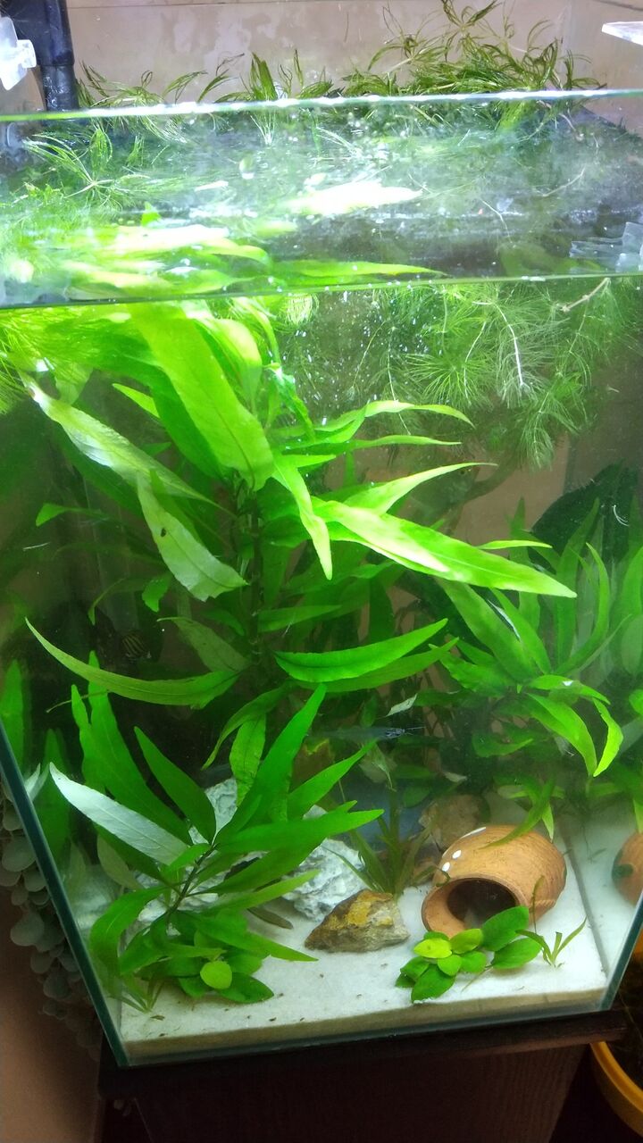マツモの大移動 Motiのアクアリウム記録 Moti Aquarium マツモの大移動 Motiのアクアリウム記録 Moti Aquarium