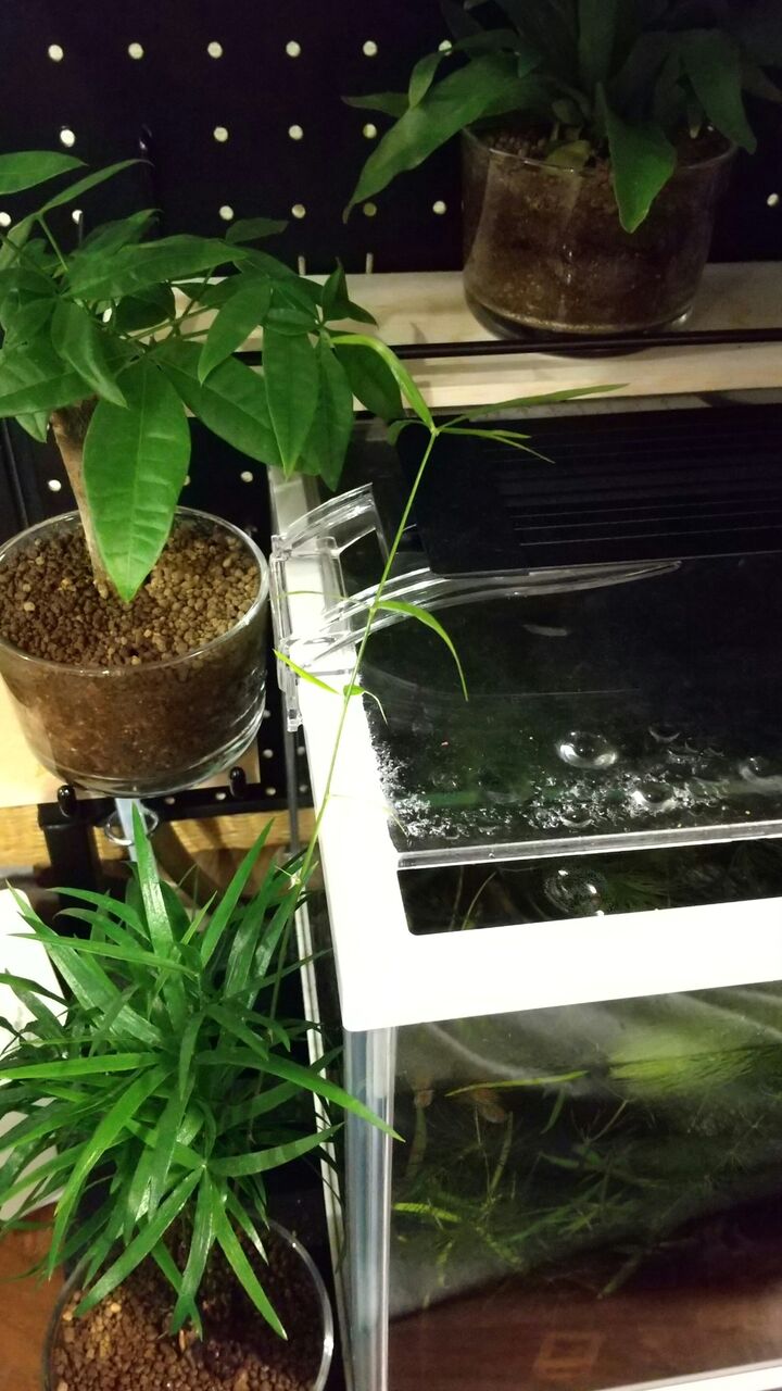 観葉植物 アスパラガス Motiのアクアリウム記録 Moti Aquarium