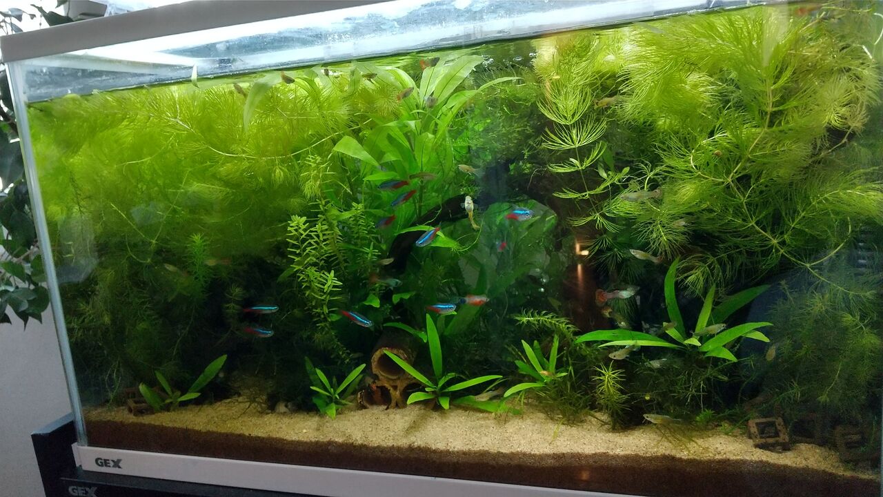 趣味は アクアリウムです Motiのアクアリウム記録 Moti Aquarium 趣味は アクアリウムです Motiのアクアリウム記録 Moti Aquarium