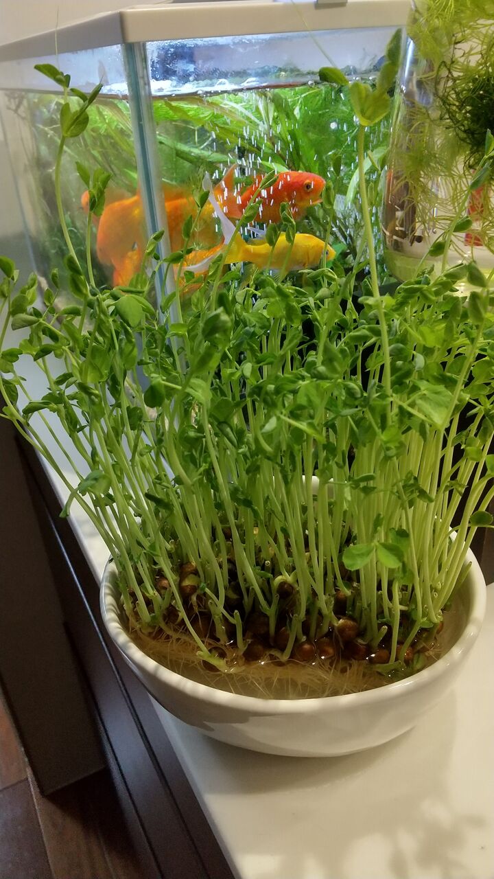 豆苗ちゃん の成長日記 の続き Motiのアクアリウム記録 Moti Aquarium