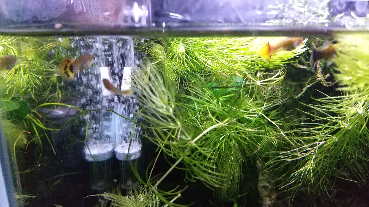 キューブ水槽のグッピーたち Motiのアクアリウム記録 Moti Aquarium キューブ水槽のグッピーたち Motiのアクアリウム記録 Moti Aquarium