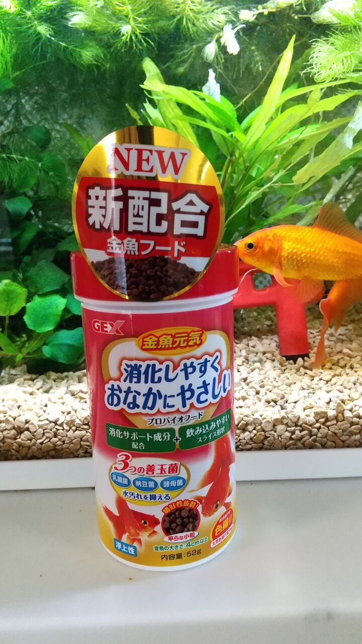 Gex新商品 金魚元気やさしいプロバイオフード Motiのアクアリウム記録 Moti Aquarium