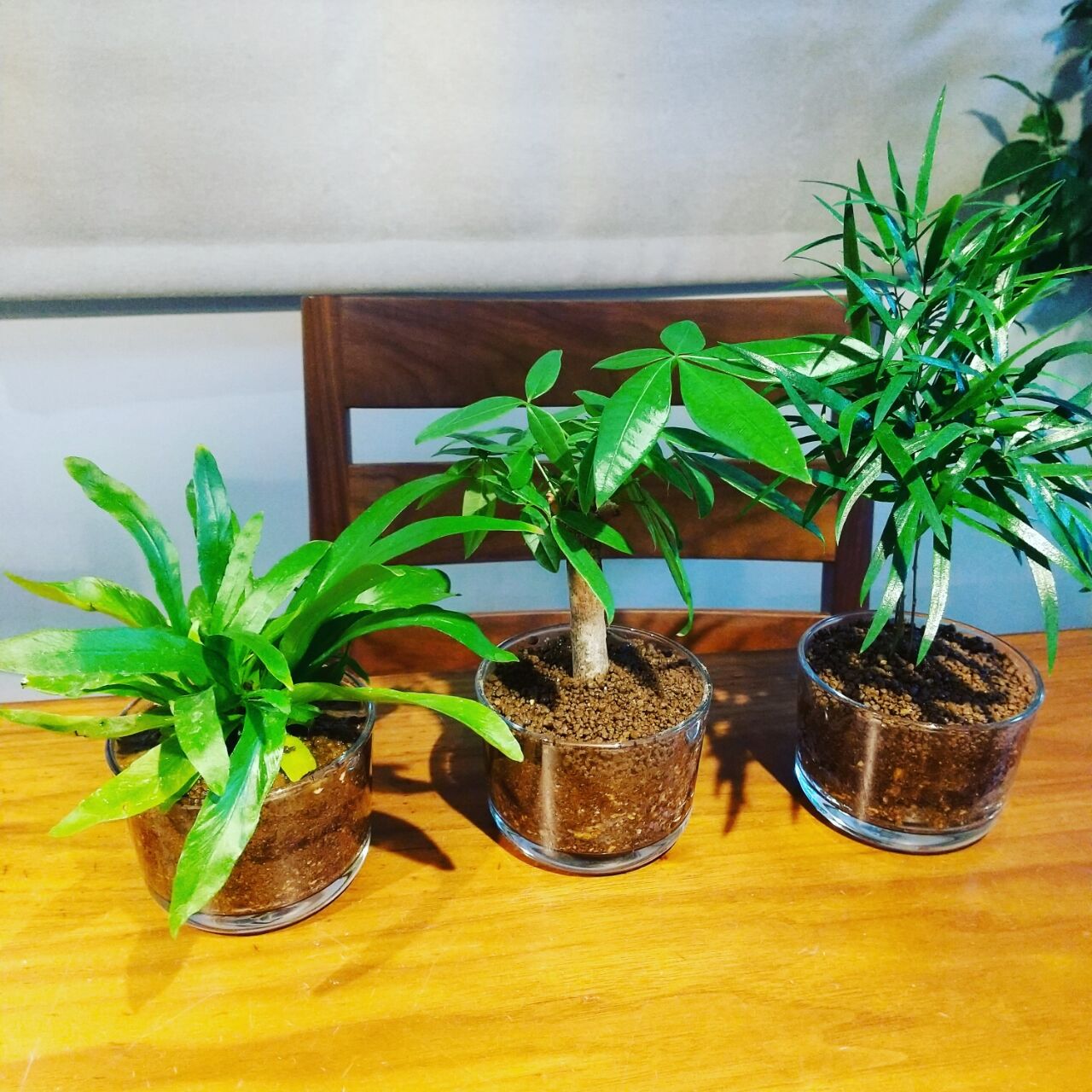 観葉植物 アスパラガス Motiのアクアリウム記録 Moti Aquarium