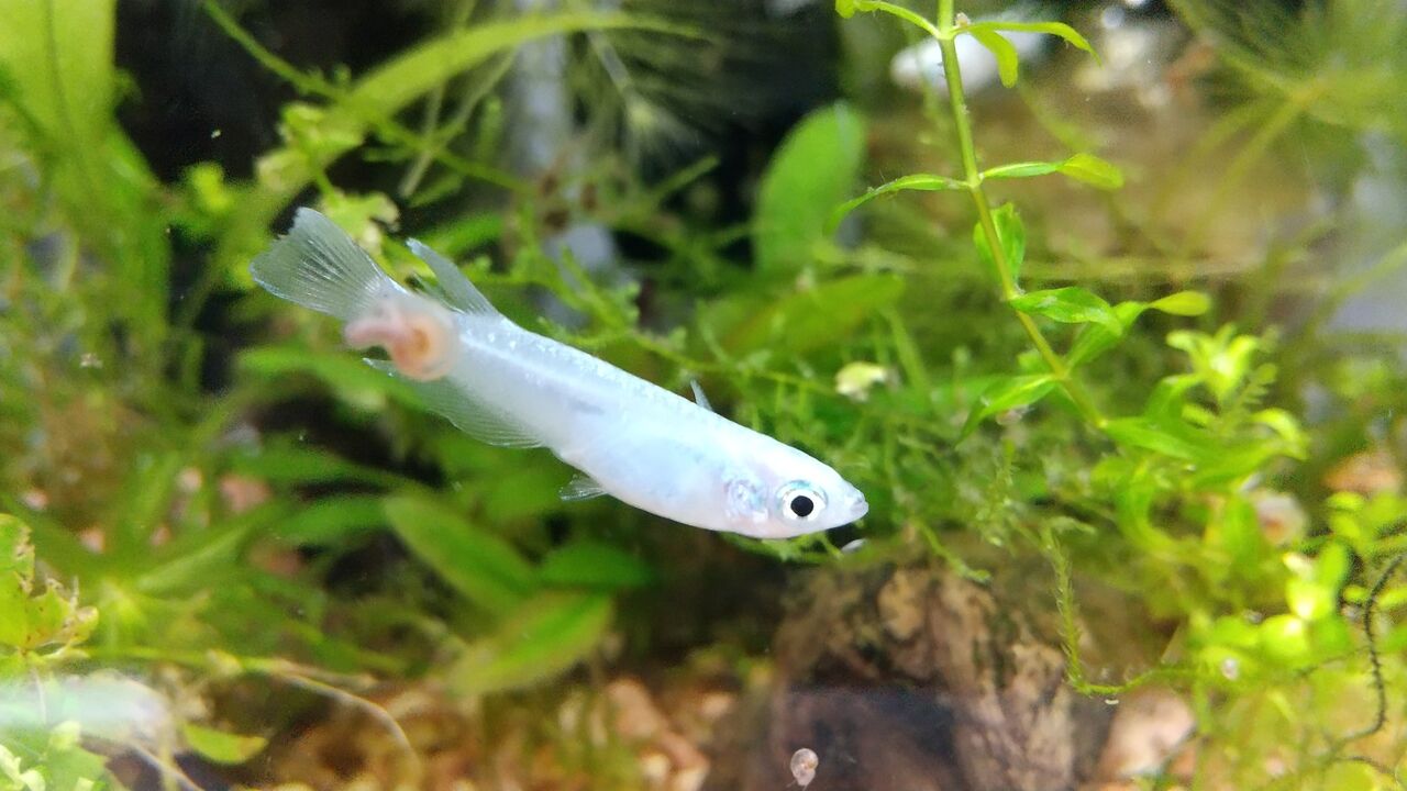 メダカのパシャパシャ写真集 Motiのアクアリウム記録 Moti Aquarium メダカのパシャパシャ写真集 Motiのアクアリウム記録 Moti Aquarium