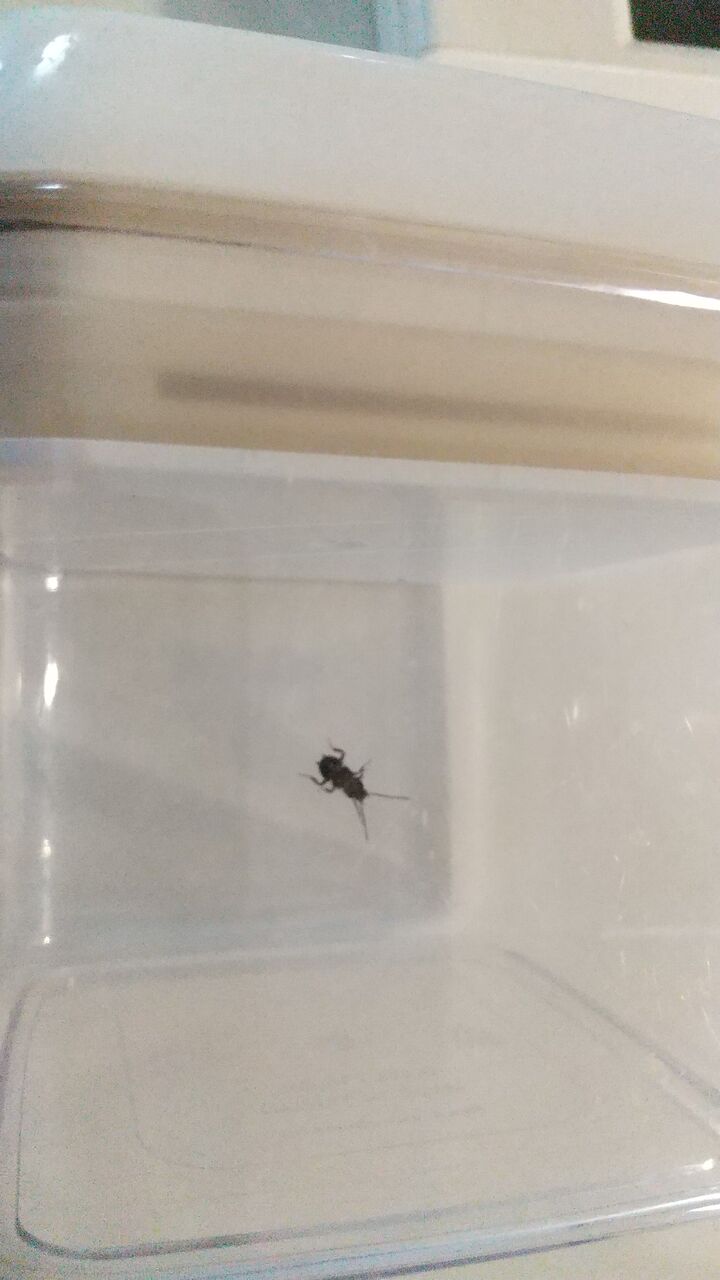 虫の救出大作戦 電子レンジを軽くバラしました Motiのアクアリウム記録 Moti Aquarium