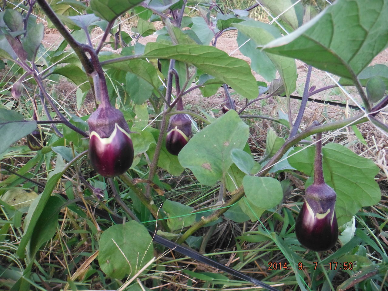 うのにもお得な 新潟長岡産 十全茄子15玉生食可能 なす 茄子 野菜 Atak Com Br