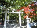 大麻比古神社の鳥居と楓。