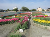 北島中央公園(その3)。