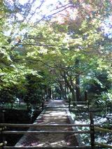 ドイツ橋と紅葉(その2)。