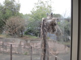 キリンさん。