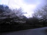 チェリーロードの桜(その2)。