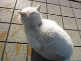 猫まつり(その4)。