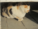 猫まつり(その6)。