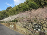 明谷梅林(その1)。