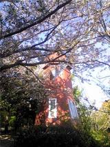 北島中央公園の桜。