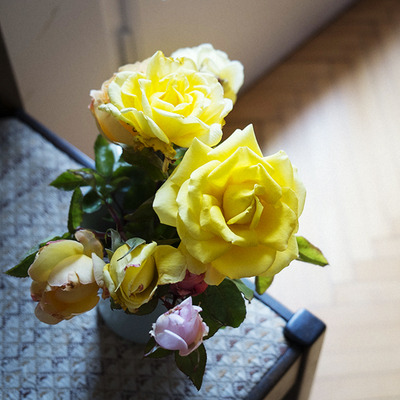 rose blog