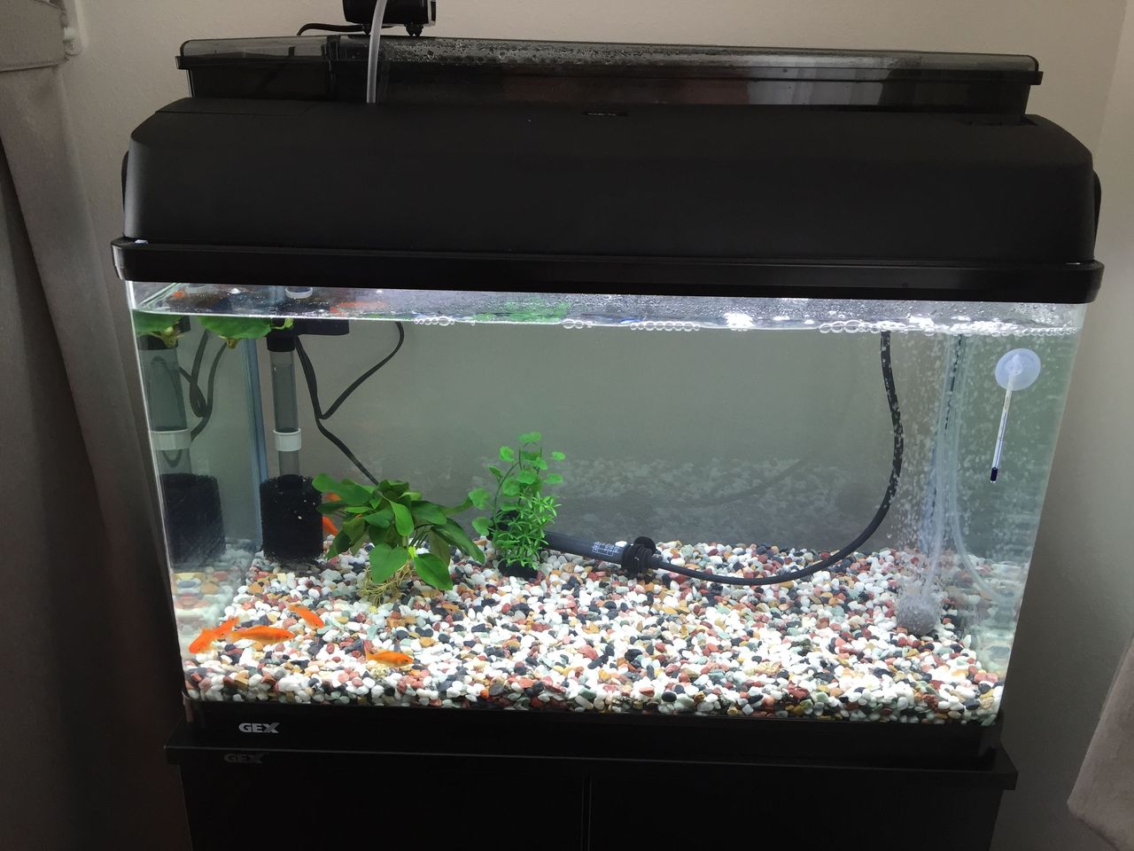 金魚 千葉県議会議員 林もとひと