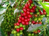 WS0177