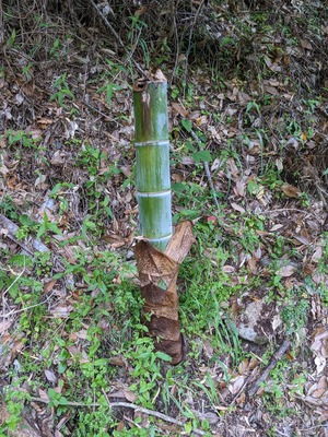 PXL_20240516_232819056.PORTRAIT